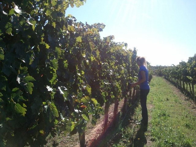 Supervisando la plantacion